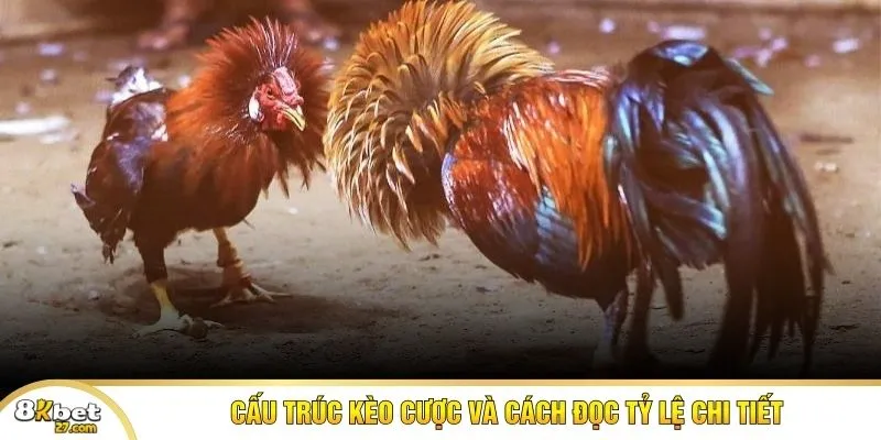 Cấu trúc kèo cược và cách đọc tỷ lệ chi tiết