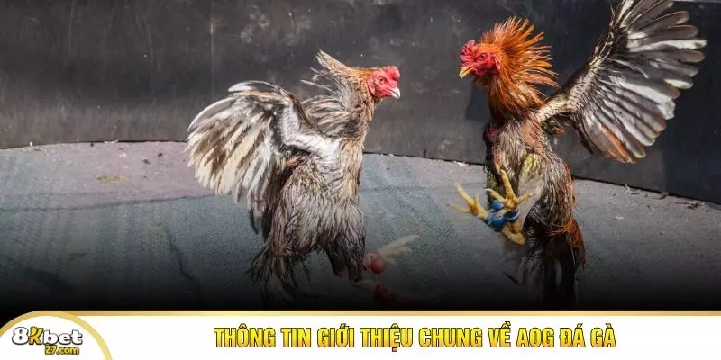 Thông tin giới thiệu chung về AOG đá gà